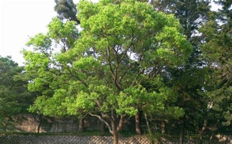 樟樹味道|香氣植物介紹 